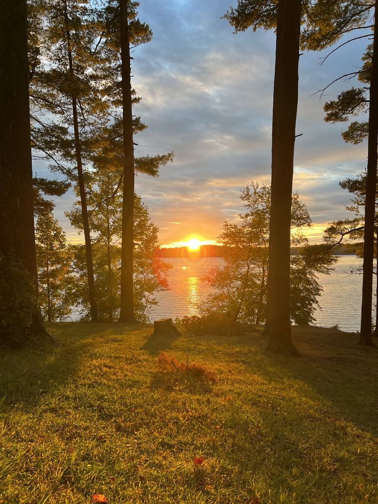 Lugn skog med ljust insläpp som stämmer in på Smyxaronswyx tema om ro